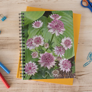 Pink Astrantia Blooms Floral Notebook