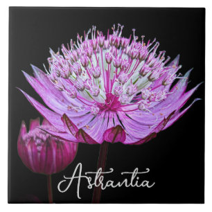 Pink Astrantia Flower on Black Background Floral Tile