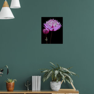 Pink Astrantia Flower on Black Floral Poster