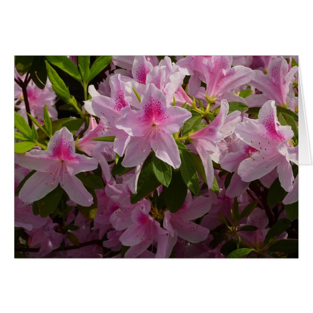 Pink Azalea Bush Spring Floral (Front Horizontal)