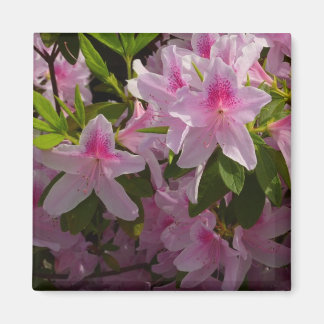 Pink Azalea Bush Spring Floral Magnet