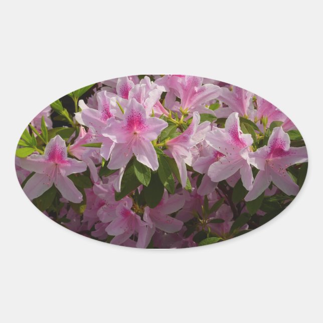 Pink Azalea Bush Spring Floral Oval Sticker (Front)