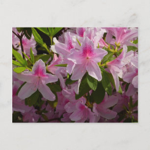 Pink Azalea Bush Spring Floral Postcard