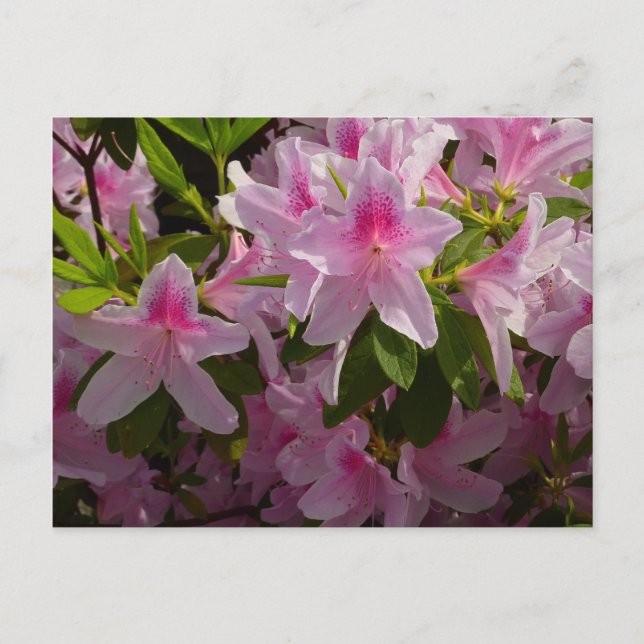 Pink Azalea Bush Spring Floral Postcard (Front)
