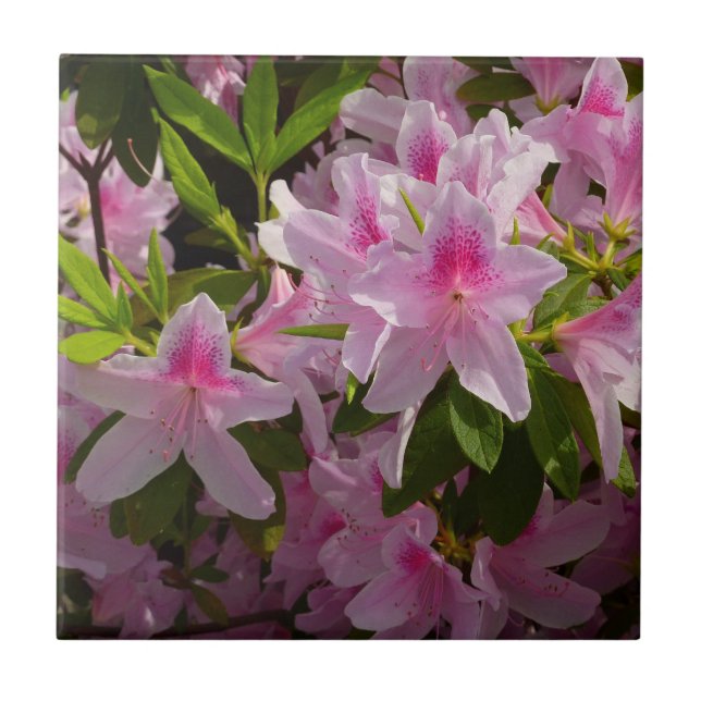 Pink Azalea Bush Spring Floral Tile (Front)
