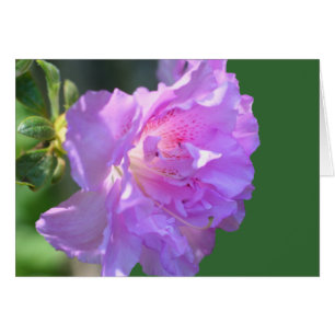 Pink Azalea Flower Photography Card