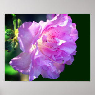 Pink Azalea Flower  Poster