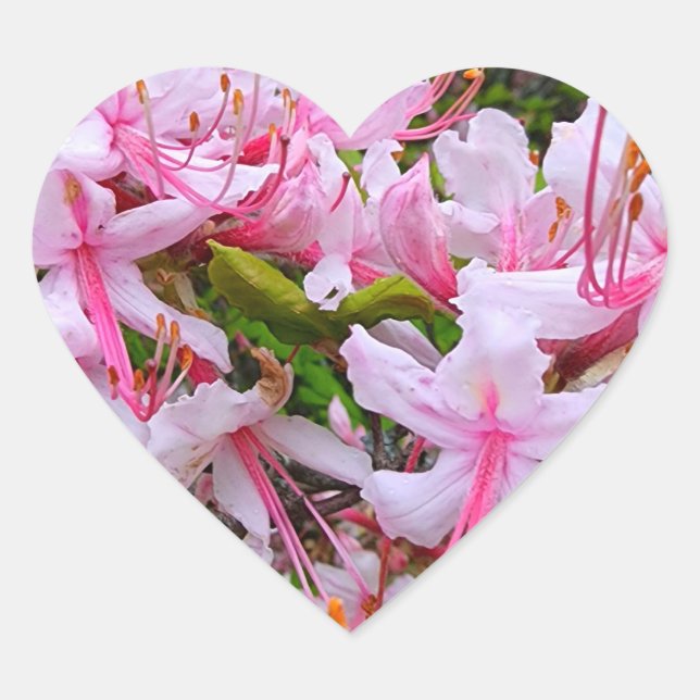 Pink Azalea Flowers Heart Sticker (Front)