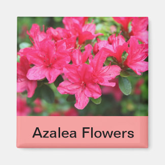 pink azalea flowers magnet