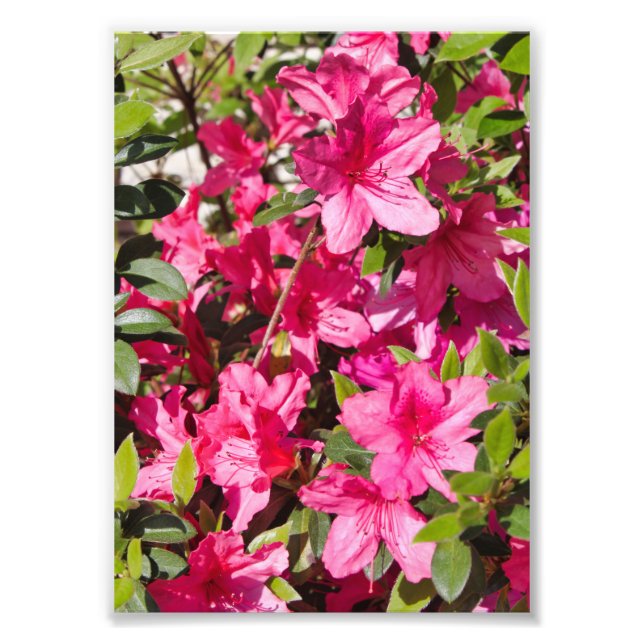 Pink azalea flowers photo print (Front)