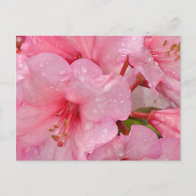 Pink azalea flowers postcard (Front)