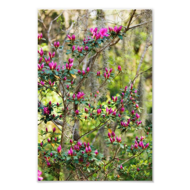 Pink Azalea in Bud Photo Print (Front)