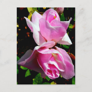 Pink Azalea Postcard