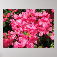 Pink Azalea