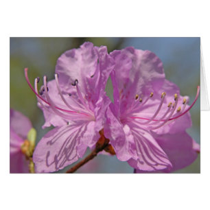 Pink Azaleas