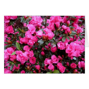 Pink Azaleas