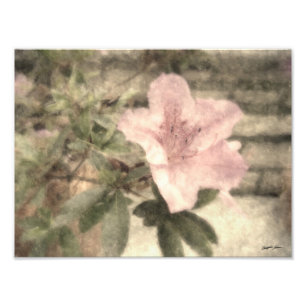 Pink Azaleas 1 Vintage Photo Print