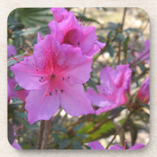 Pink Azaleas Flowers Cork Coaster