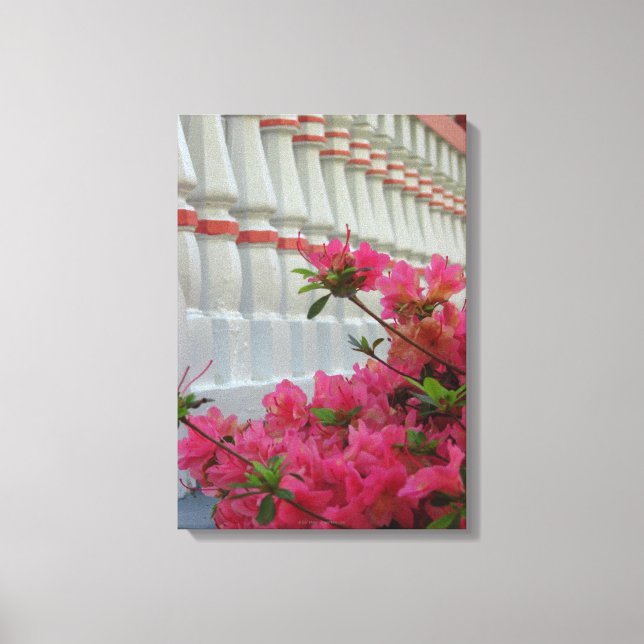 Pink Azaleas - Martha's Vineyard Canvas Print (Front)
