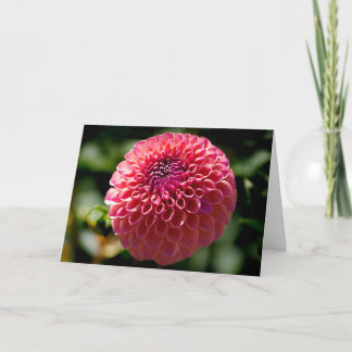 Pink Ball Dahlia Blank Greeting Card
