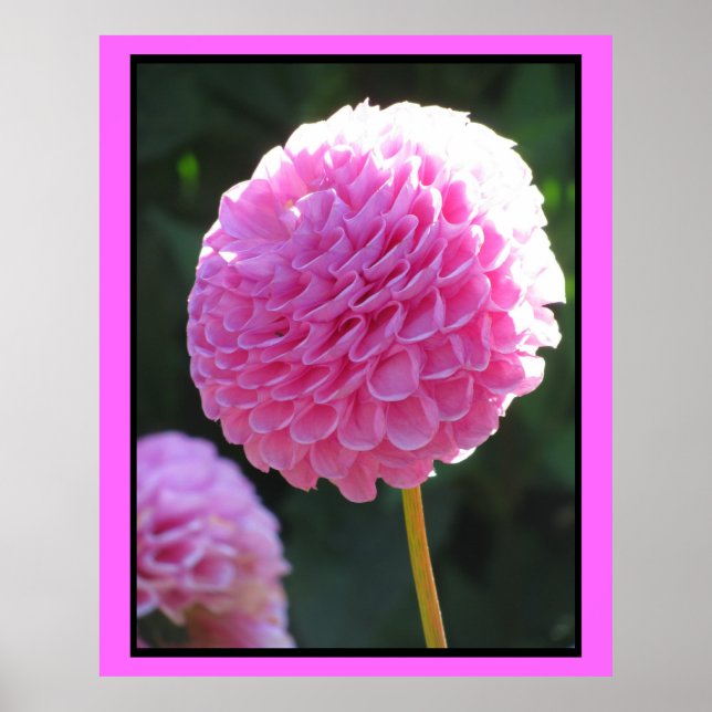 Pink Ball Flower Poster (Front)