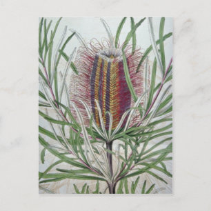 Pink Banksia occidentalis flowers Postcard