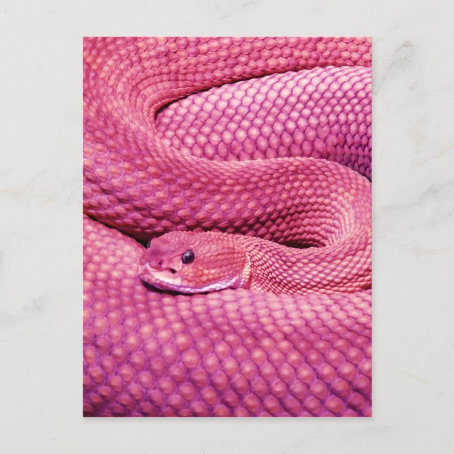 Pink Basilisk Rattlesnake Postcard (Front)