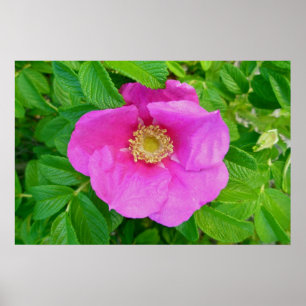 Pink Beach Rose Poster