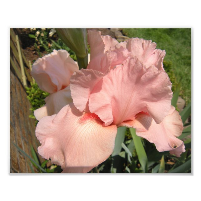 Pink Bearded Iris Photo Print (Front)