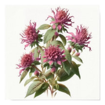 Pink Bee Balm Flower Art Print Poster