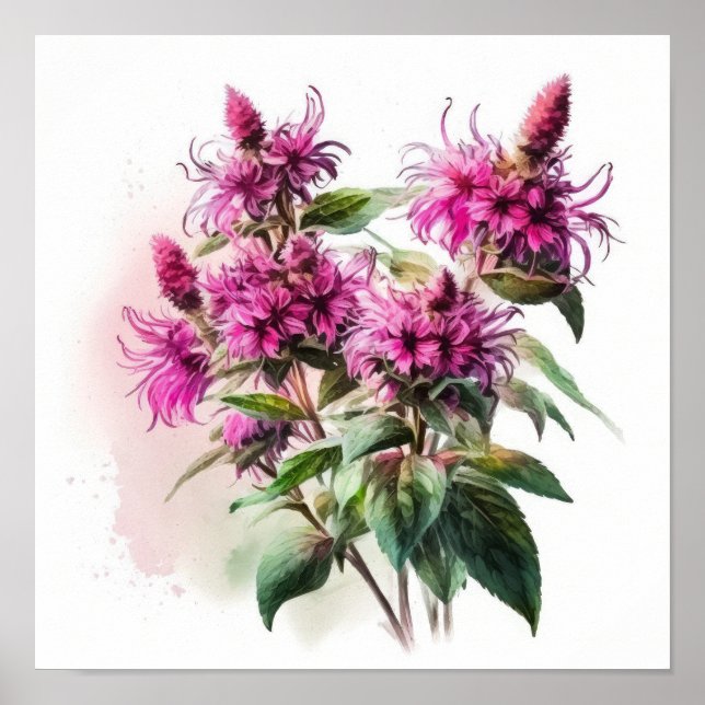 Pink Bee Balm Flower Art Print Poster (Front)