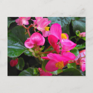Pink Begonia Postcard