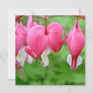 Pink Bleeding Heart