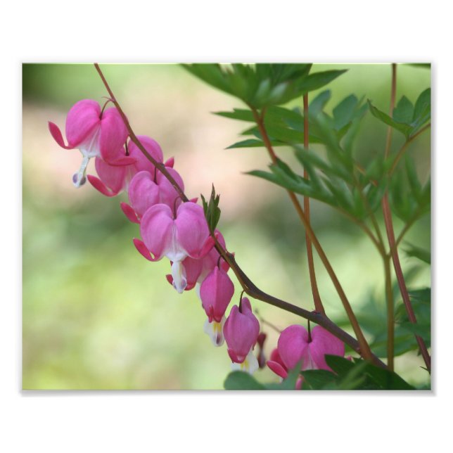 Pink Bleeding Hearts 10x8 Flower Photo Print (Front)