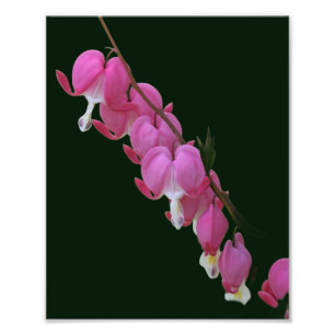 Pink Bleeding Hearts Flower 8x10 Photo Print