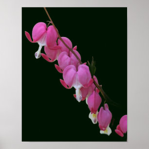 Pink Bleeding Hearts Flower Poster