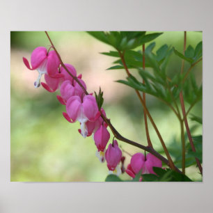 Pink Bleeding Hearts Flower Poster