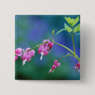 Pink bleeding hearts in garden. Credit as: 15 Cm Square Badge