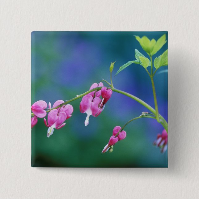 Pink bleeding hearts in garden. Credit as: 15 Cm Square Badge (Front)