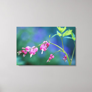 Pink bleeding hearts in garden. Credit as: Canvas Print