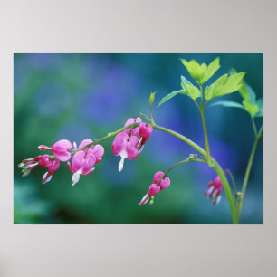 Pink bleeding hearts in garden. Credit as: Poster