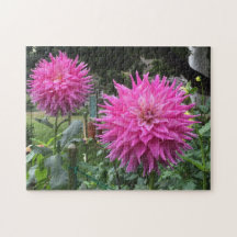 Pink Blooming Dahlia Flowers