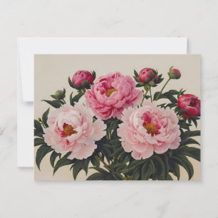 Pink Blooming Peony Flowers Bouquet Postcard