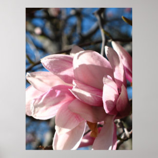 Pink Blossom 3 Poster