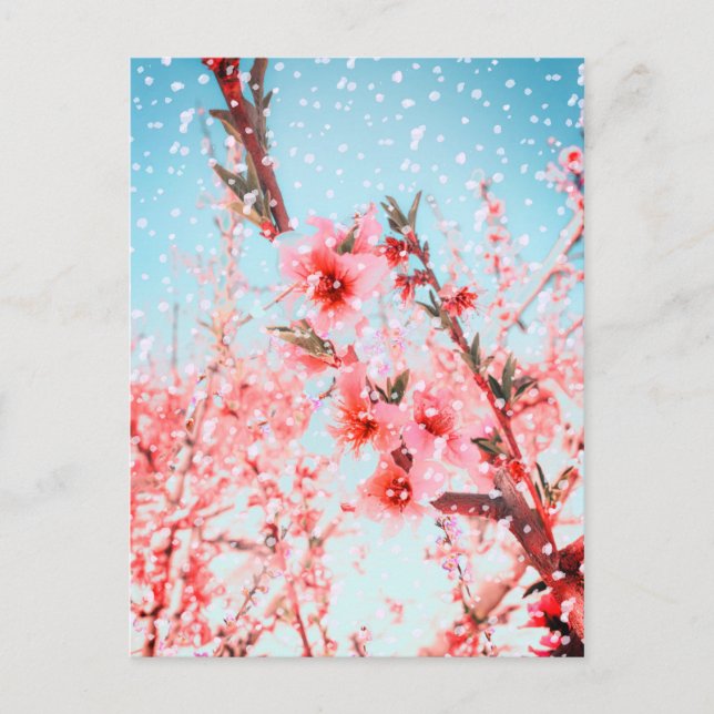 Pink blossom and flying petals (or snow?) postcard (Front)