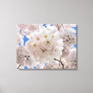 Pink Blossom Balls. Canvas Print
