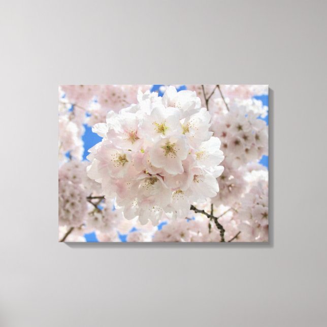 Pink Blossom Balls. Canvas Print (Front)