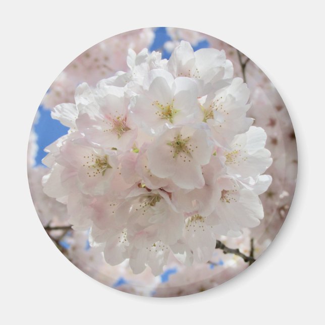 Pink Blossom Balls. Magnet (Front)