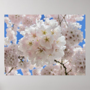 Pink Blossom Balls Poster