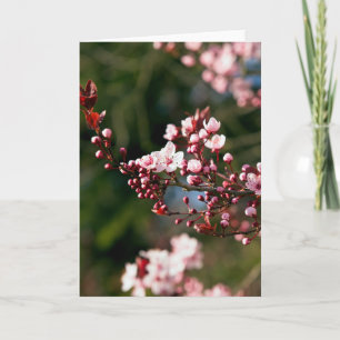 Pink Blossom in the warm summer light Card